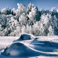 Белая зима